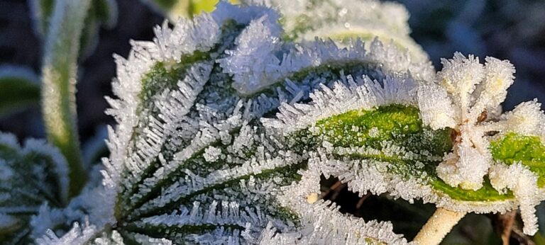 ice crystals on leaves in close up